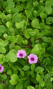 Preview wallpaper morning glory, flowers, leaves