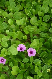 Preview wallpaper morning glory, flowers, leaves