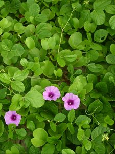 Preview wallpaper morning glory, flowers, leaves