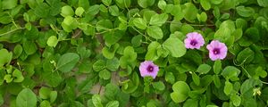 Preview wallpaper morning glory, flowers, leaves