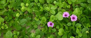 Preview wallpaper morning glory, flowers, leaves