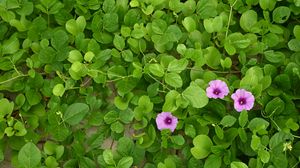 Preview wallpaper morning glory, flowers, leaves