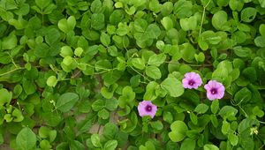 Preview wallpaper morning glory, flowers, leaves