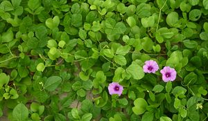 Preview wallpaper morning glory, flowers, leaves