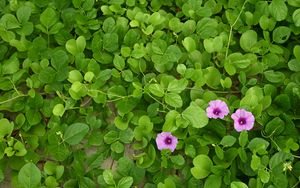 Preview wallpaper morning glory, flowers, leaves