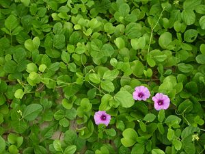 Preview wallpaper morning glory, flowers, leaves