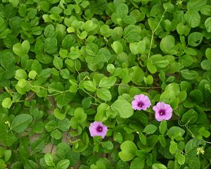 Preview wallpaper morning glory, flowers, leaves