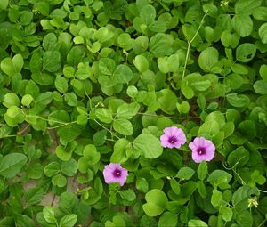 Preview wallpaper morning glory, flowers, leaves