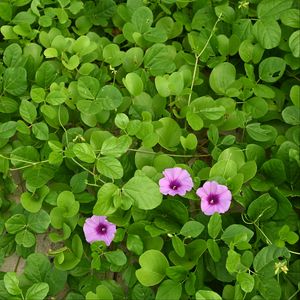 Preview wallpaper morning glory, flowers, leaves