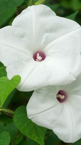 Preview wallpaper morning glory, flowers, white, green, close-up