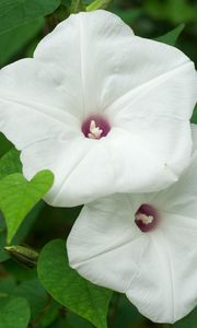 Preview wallpaper morning glory, flowers, white, green, close-up