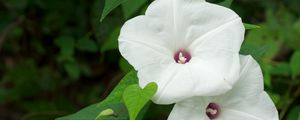 Preview wallpaper morning glory, flowers, white, green, close-up