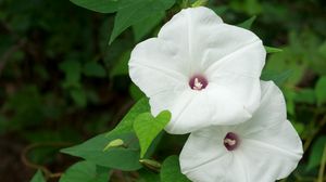Preview wallpaper morning glory, flowers, white, green, close-up