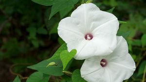 Preview wallpaper morning glory, flowers, white, green, close-up