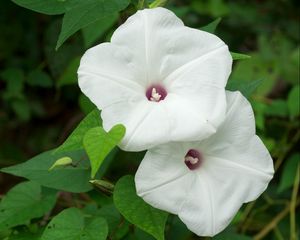 Preview wallpaper morning glory, flowers, white, green, close-up