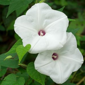 Preview wallpaper morning glory, flowers, white, green, close-up