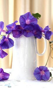 Preview wallpaper morning glory, roses, jugs, composition, beautiful