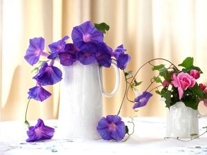 Preview wallpaper morning glory, roses, jugs, composition, beautiful