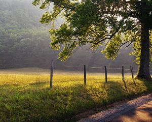 Preview wallpaper morning, protection, tree, shadows, dawn, freshness, wire, asphalt