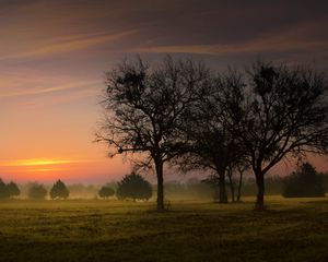 Preview wallpaper morning, sky, trees, dawn, early, fog