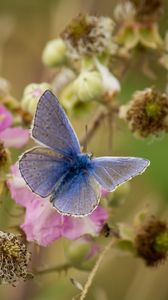 Preview wallpaper morpho, butterfly, flower, macro