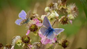 Preview wallpaper morpho, butterfly, flower, macro