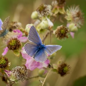 Preview wallpaper morpho, butterfly, flower, macro