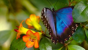 Preview wallpaper morpho, butterfly, macro, blue