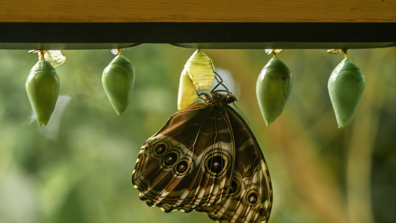 Wallpaper morpho peleides, butterfly, macro, cocoons, blur