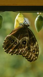 Preview wallpaper morpho peleides, butterfly, macro, cocoons, blur