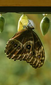 Preview wallpaper morpho peleides, butterfly, macro, cocoons, blur