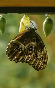 Preview wallpaper morpho peleides, butterfly, macro, cocoons, blur