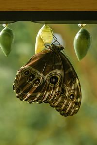 Preview wallpaper morpho peleides, butterfly, macro, cocoons, blur