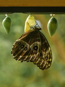 Preview wallpaper morpho peleides, butterfly, macro, cocoons, blur