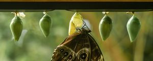 Preview wallpaper morpho peleides, butterfly, macro, cocoons, blur