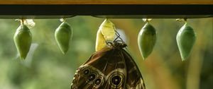 Preview wallpaper morpho peleides, butterfly, macro, cocoons, blur