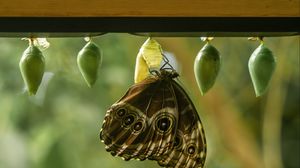 Preview wallpaper morpho peleides, butterfly, macro, cocoons, blur