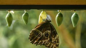 Preview wallpaper morpho peleides, butterfly, macro, cocoons, blur