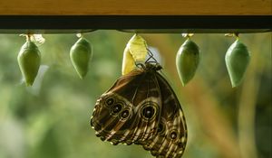 Preview wallpaper morpho peleides, butterfly, macro, cocoons, blur