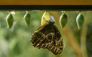 Preview wallpaper morpho peleides, butterfly, macro, cocoons, blur