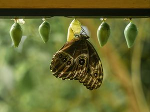 Preview wallpaper morpho peleides, butterfly, macro, cocoons, blur