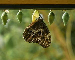 Preview wallpaper morpho peleides, butterfly, macro, cocoons, blur