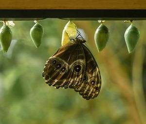 Preview wallpaper morpho peleides, butterfly, macro, cocoons, blur