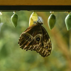 Preview wallpaper morpho peleides, butterfly, macro, cocoons, blur