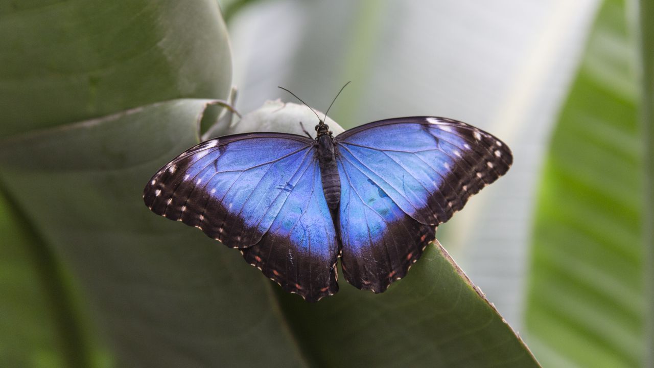 Wallpaper morpho peleides, butterfly, macro, blue