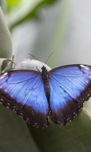 Preview wallpaper morpho peleides, butterfly, macro, blue