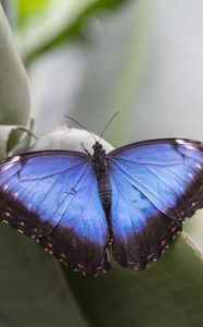 Preview wallpaper morpho peleides, butterfly, macro, blue