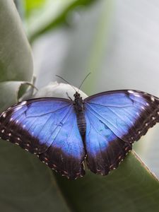 Preview wallpaper morpho peleides, butterfly, macro, blue