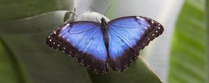 Preview wallpaper morpho peleides, butterfly, macro, blue