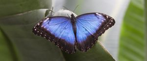 Preview wallpaper morpho peleides, butterfly, macro, blue